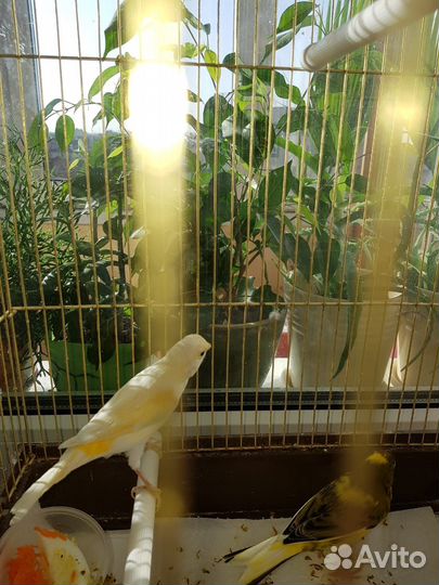 Канарейки певчие птицы