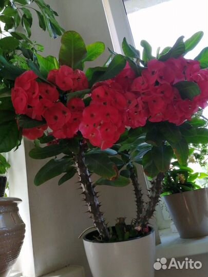 Молочай Миля крупноцветковый