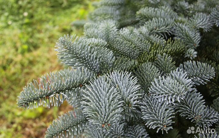 Еловые ветки Голубой ели. Нобилис. Не Российский