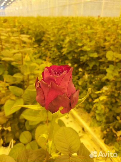 Розы от производителя