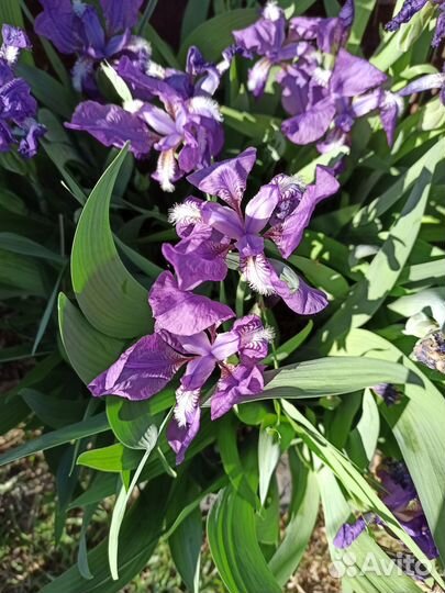 Ирис гибридный, бородатый, фиолетовый: деленки