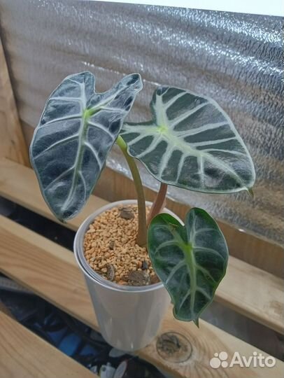 Алоказия Беби бамбино или Балун харт