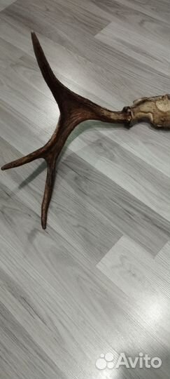 Продам рога лося