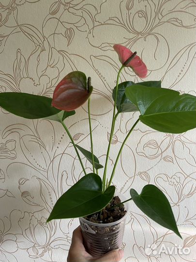 Антуриум Свит Дрим