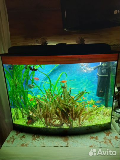 Аквариум 100 литров