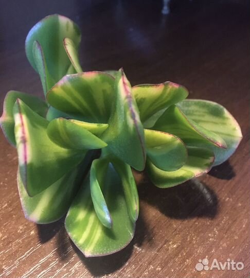 Крассула Солано. Черенки