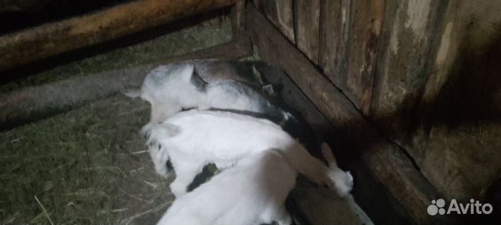 Продам козлят и двух коз