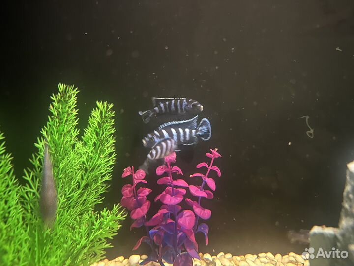 Псевдотрофеус демасони