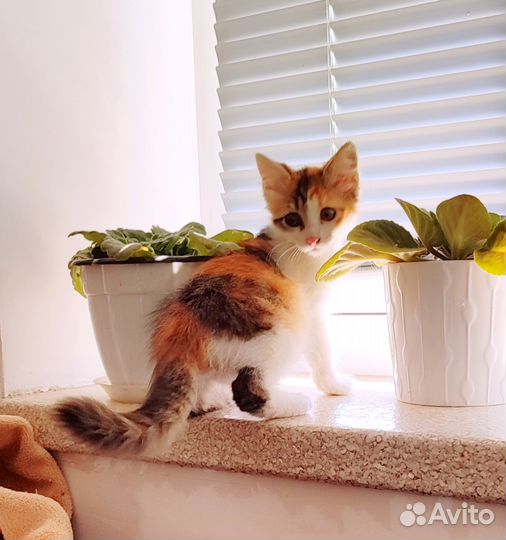 Котенок 3 мес