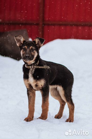 Щенок в добрые руки