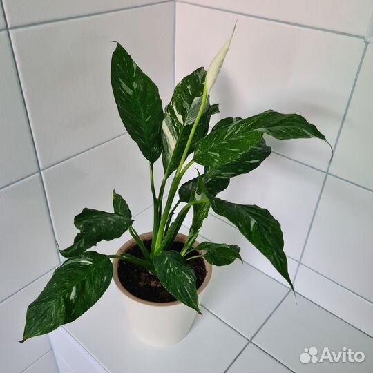 Спатифиллум Диамант или 