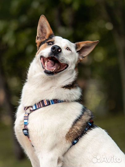 Собаки бесплатно