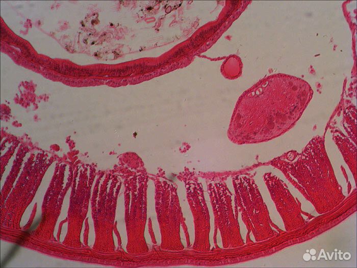 Микроскоп Levenhuk 3ST, бинокулярный