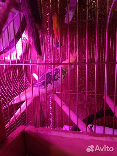 Попугай карелла, самка с клеткой