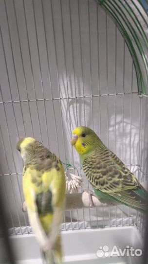 Волнистые попугаи