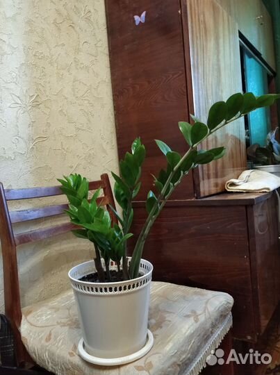 Замиокулькас