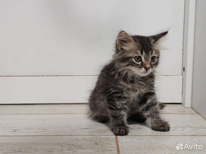 Котик 2 месяца