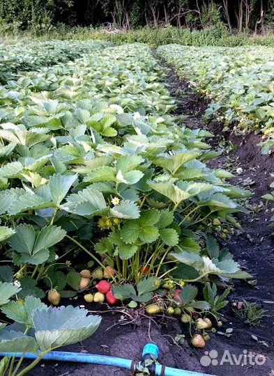 Свежая клубника