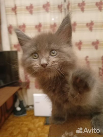 Котята мейн-кун