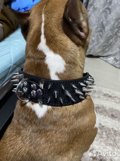 Ошейник для собак