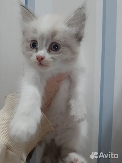 Котята в добрые руки бесплатно