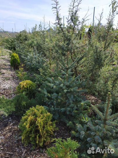 Ель колючая форма голубая