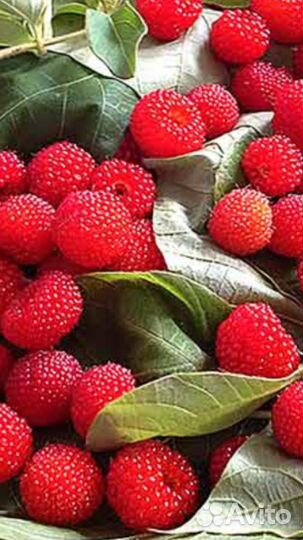 Тибетская малина