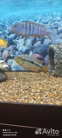 Самец Сальвини