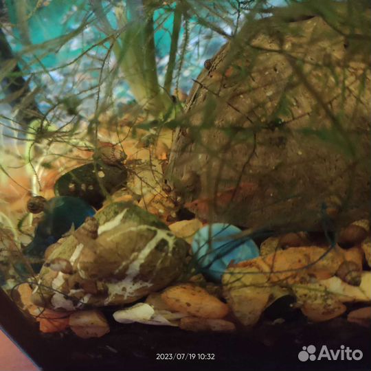 Аквариум с креветками, улитками и рыбки