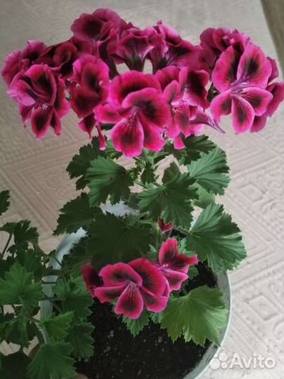 Пеларгония герань королевская