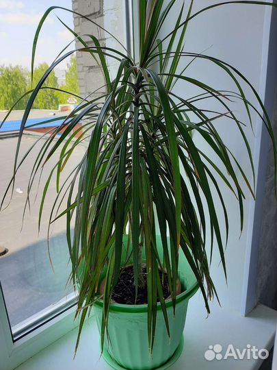 Комнатные цветы