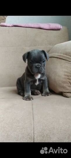 Французский бульдог щенки с документами