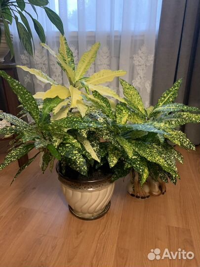 Кодиеум (кротон) Голд Сан