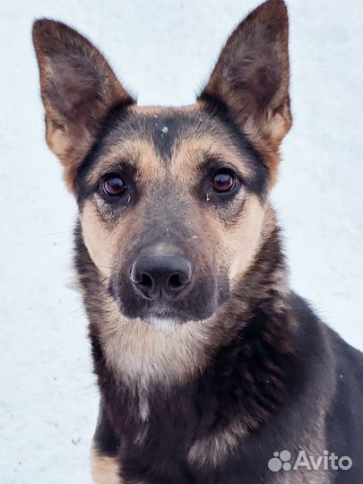 Немецкая овчарка 3года, метис девочка