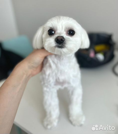 Грумер. Стрижка собак и кошек Груминг