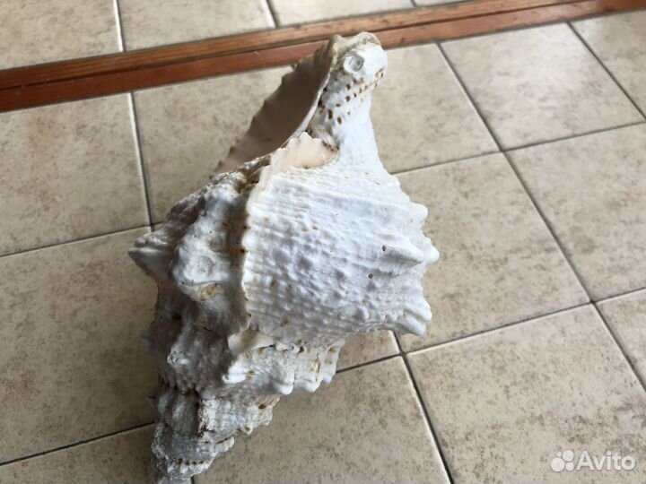 Морские ракушки раковины