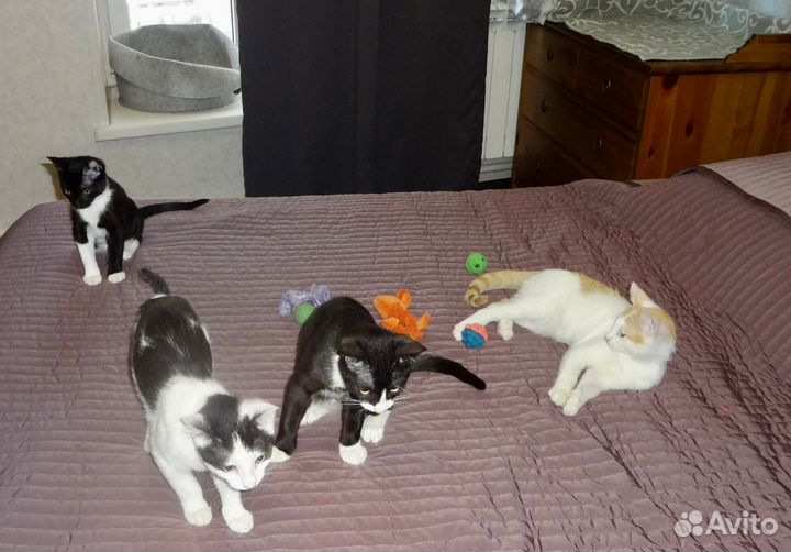 Котята в добрые руки