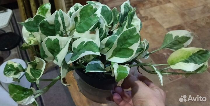 Эпипренум N'Joy