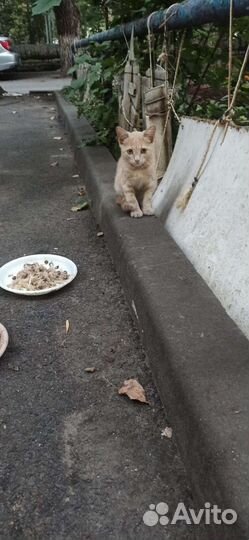 Рыжие котята в добрые руки мальчики