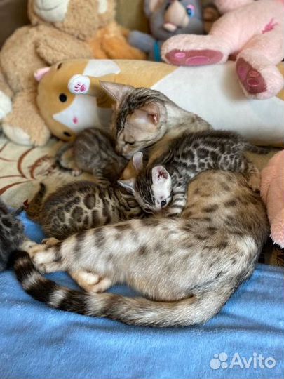 Бенгальские котята