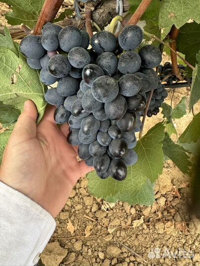 Виноград молдова