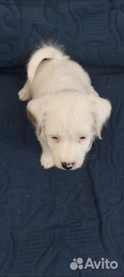 Собаки щенки