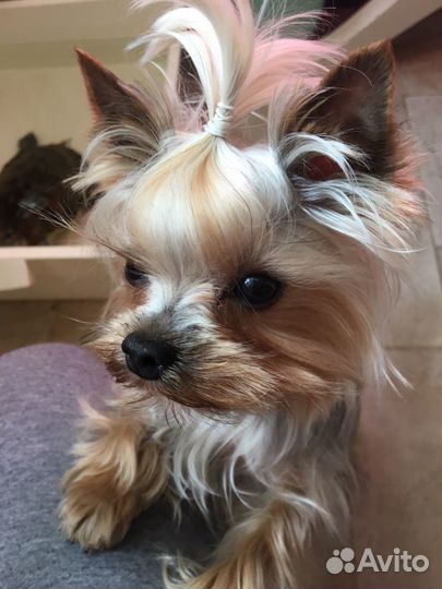 Супер-Мини Йоркширский терьер, вязка