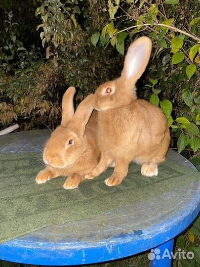 Доставка кролмков из Москвы в Краснодар