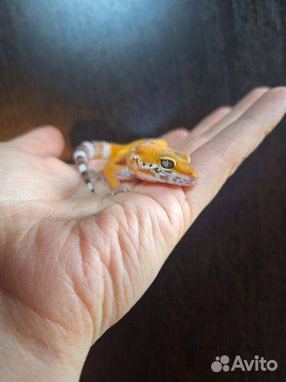 Эублефар с террариумом