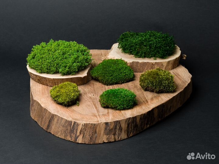 Стабилизированные мох и кочки от производителя