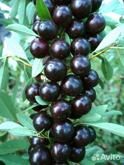 Саженцы вишни Бессея