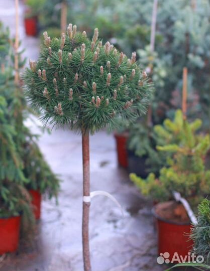 Сосна крючковатая Парадкиссен