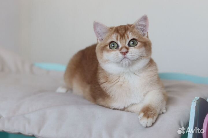 Британский мальчик. Шоколадная шиншилла