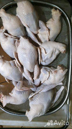 Перепела молодняк и несушк,Мясо перепелов